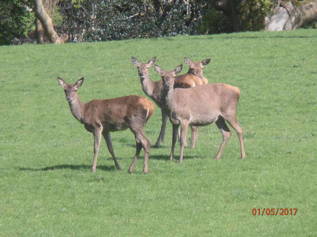 Larkfield House B&B, Ballycasheen Kerry V93 Wd51 Killarney Eksteriør bilde