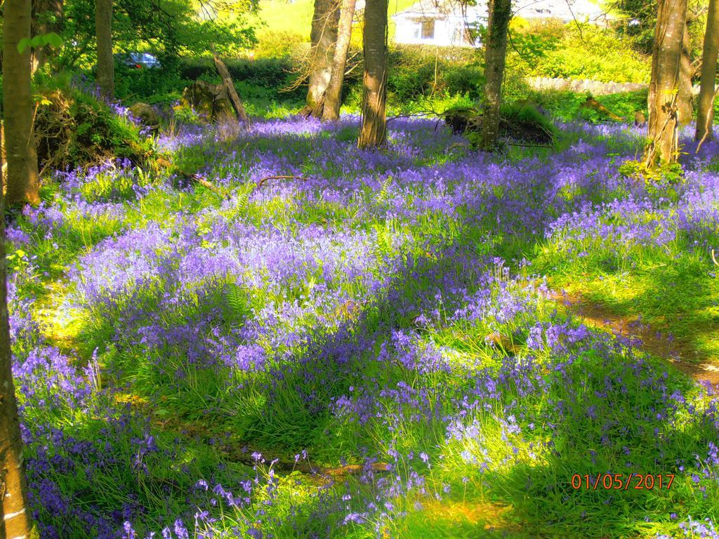 Larkfield House B&B, Ballycasheen Kerry V93 Wd51 Killarney Eksteriør bilde